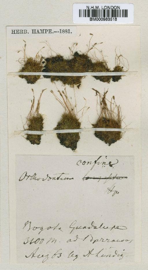 Orthodontium pellucens (Hook.) Bruch, Schimp. & W.Gümbel - BM000983518