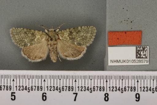 Nyctobrya muralis (Forster, 1771) - NHMUK_010528579_582400