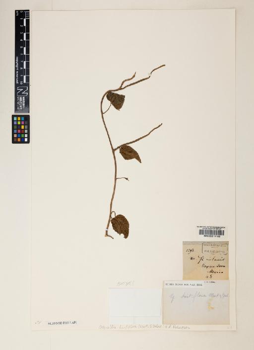 Odonella hirtiflora (M.Martens & Galeotti) Robertson - 000611193