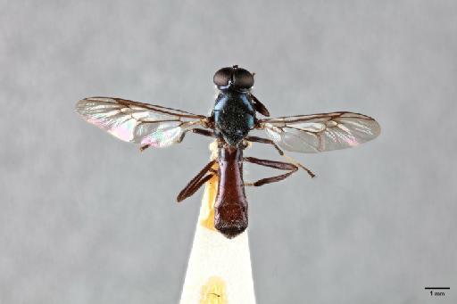 Nothomyia bicolor Hollis, 1962 - 014595272_dorsal_habitus