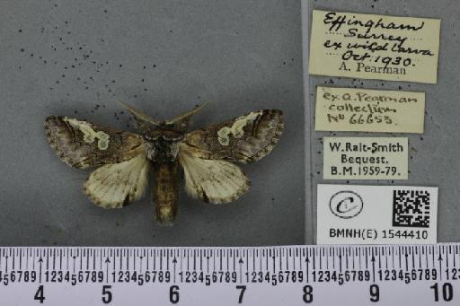 Diloba caeruleocephala (Linnaeus, 1758) - BMNHE_1544410_259443