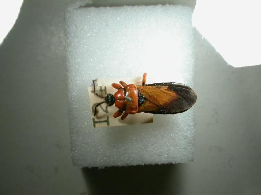 Glymma natalensis - Hemiptera: Glymma Natalensis