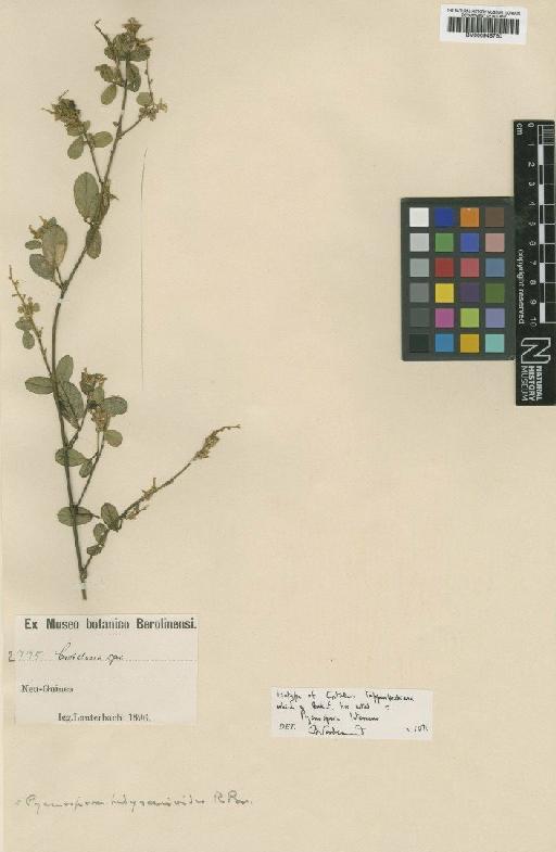 Pycnospora lutescens (Poir.) Schindl. - BM000946760