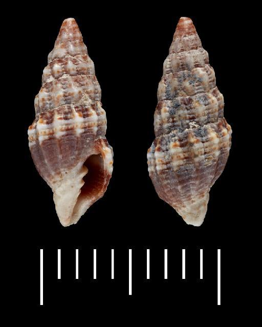 Mitra cineracea Reeve, 1845 - 1967716B