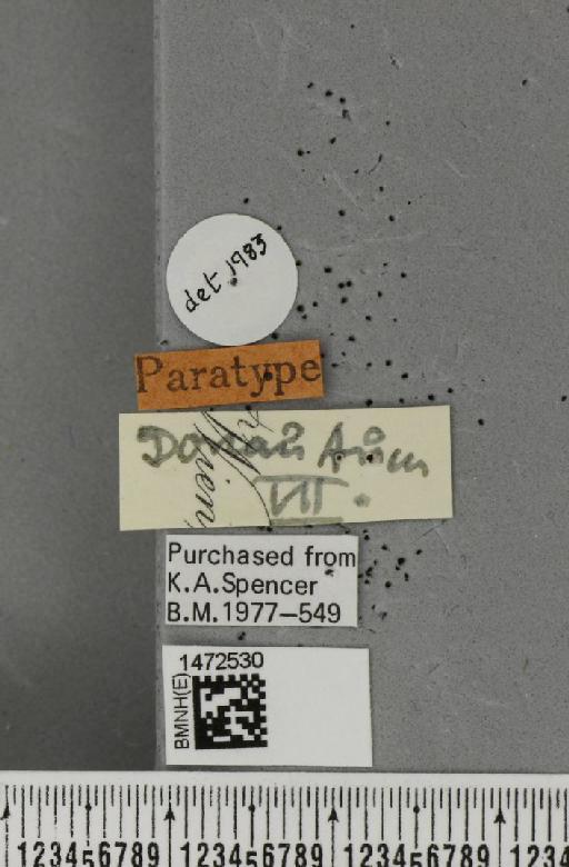 Ophiomyia madizina Hendel, 1920 - BMNHE_1472530_a_label_60319