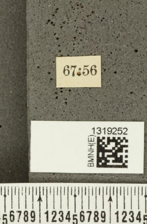 Diabrotica trifasciata (Fabricius, 1801) - BMNHE_1319252_label_17786