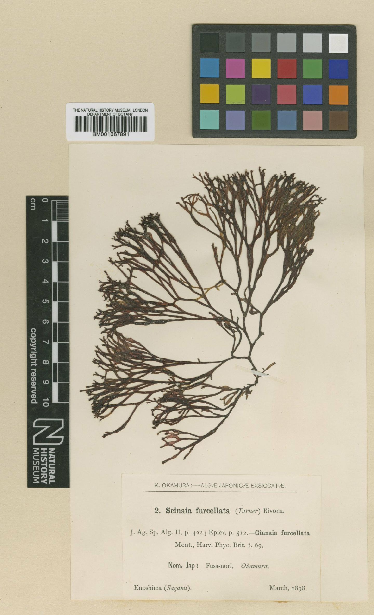 To NHMUK collection (Pseudogloiophloea okamurae (Setch.) Chihara; TYPE; NHMUK:ecatalogue:2329512)