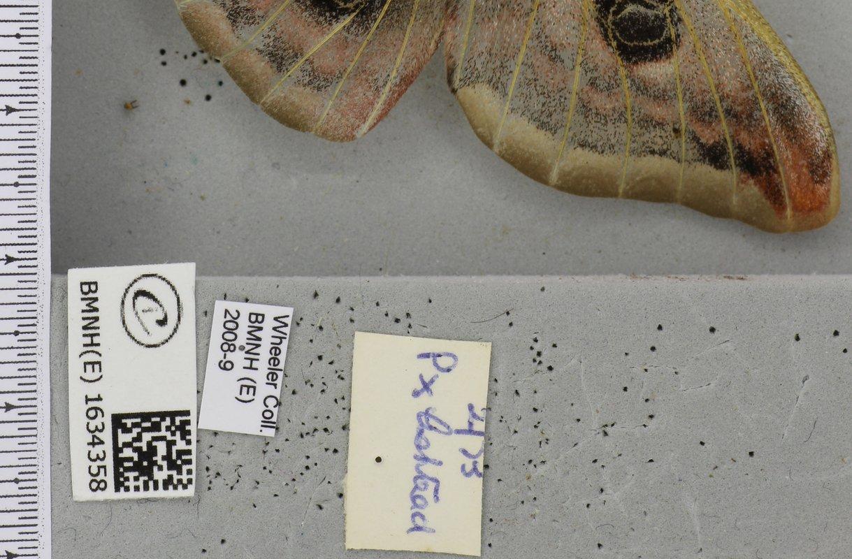 Saturnia pavonia thumbnail