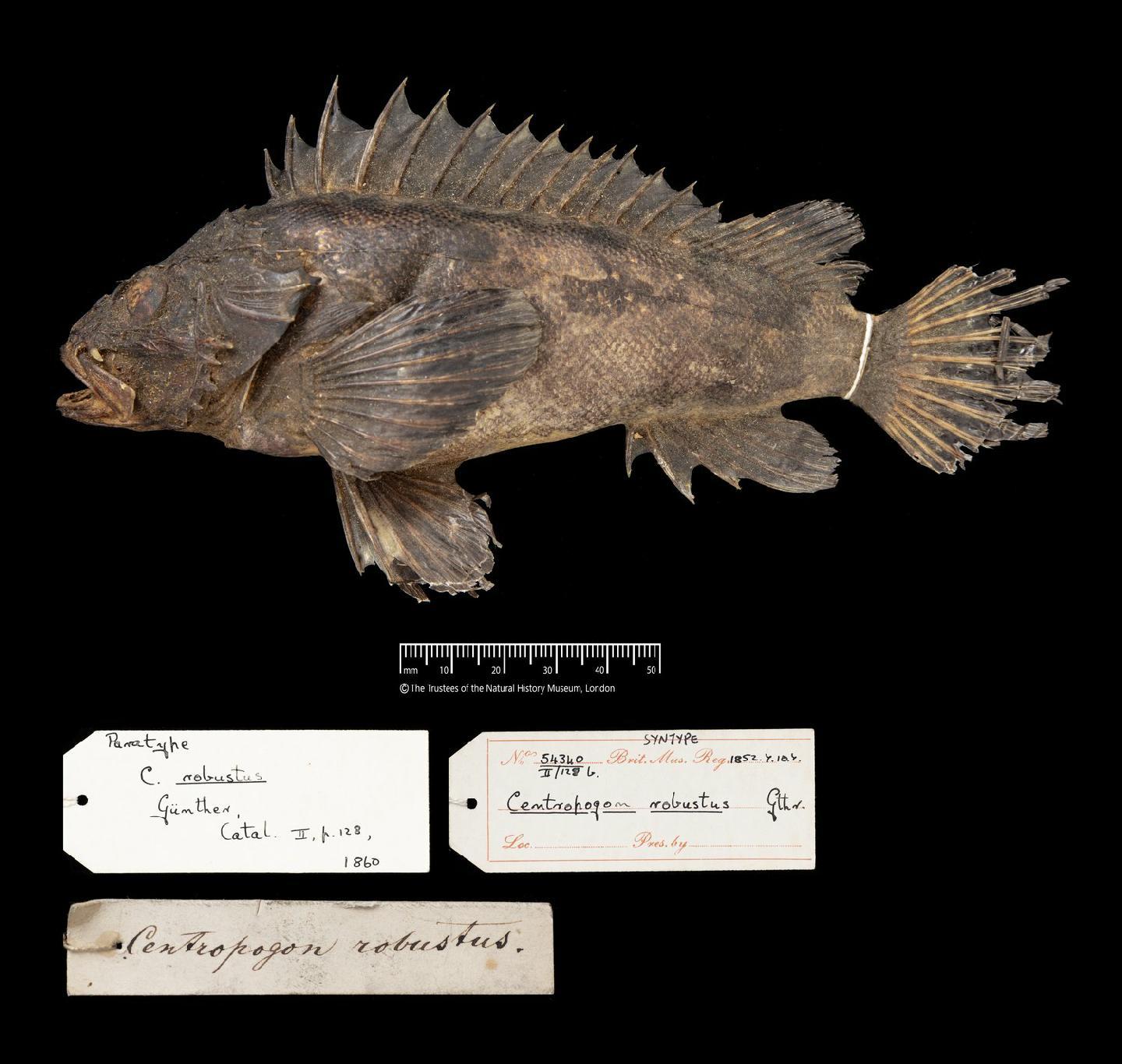 To NHMUK collection (Centropogon robustus Günther, 1860; SYNTYPE; NHMUK:ecatalogue:2584240)