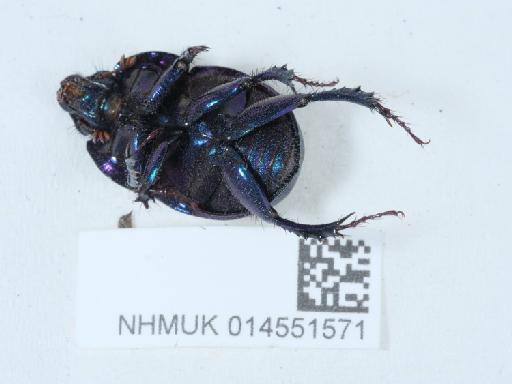 Anoplotrupes stercorosus (Hartmann in Scriba, 1791) - 014551571_1