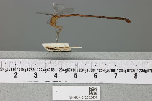 Ceriagrion platystigma Fraser, 1941 - 012502409_lateral