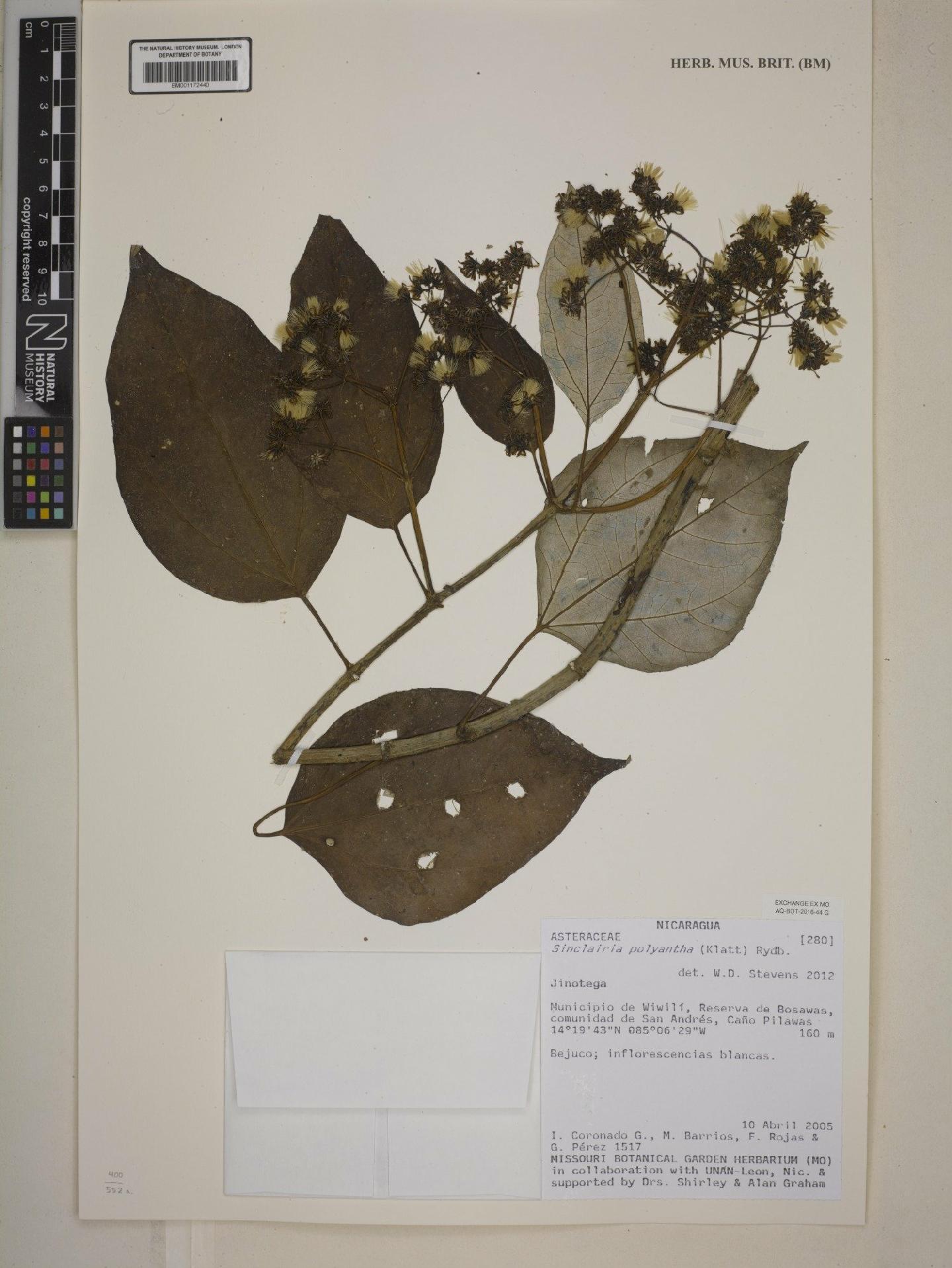To NHMUK collection (Sinclairia polyantha (Klatt) Rydb; NHMUK:ecatalogue:7974886)