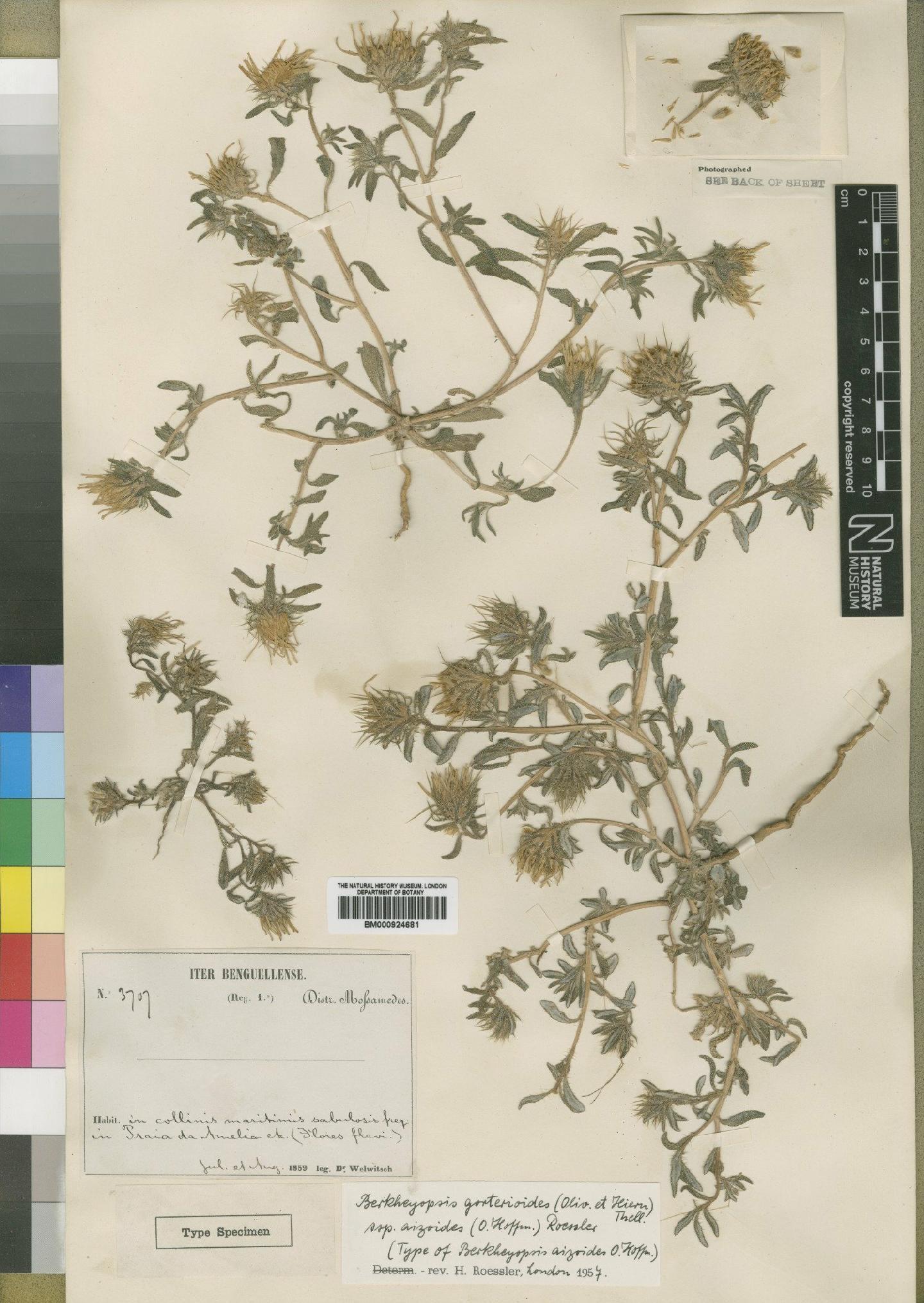 To NHMUK collection (Hirpicium gorterioides subsp. aizoides (O.Hoffm.) Roessler; Type; NHMUK:ecatalogue:4553271)