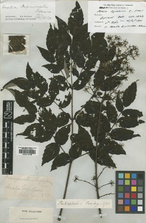 Aralia bipinnata Blanco - BM000797745