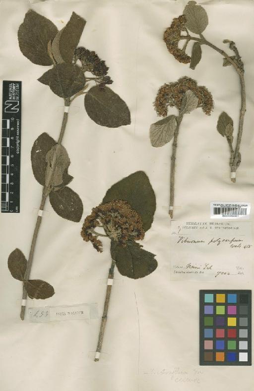 Viburnum cotinifolium D.Don - BM000944991