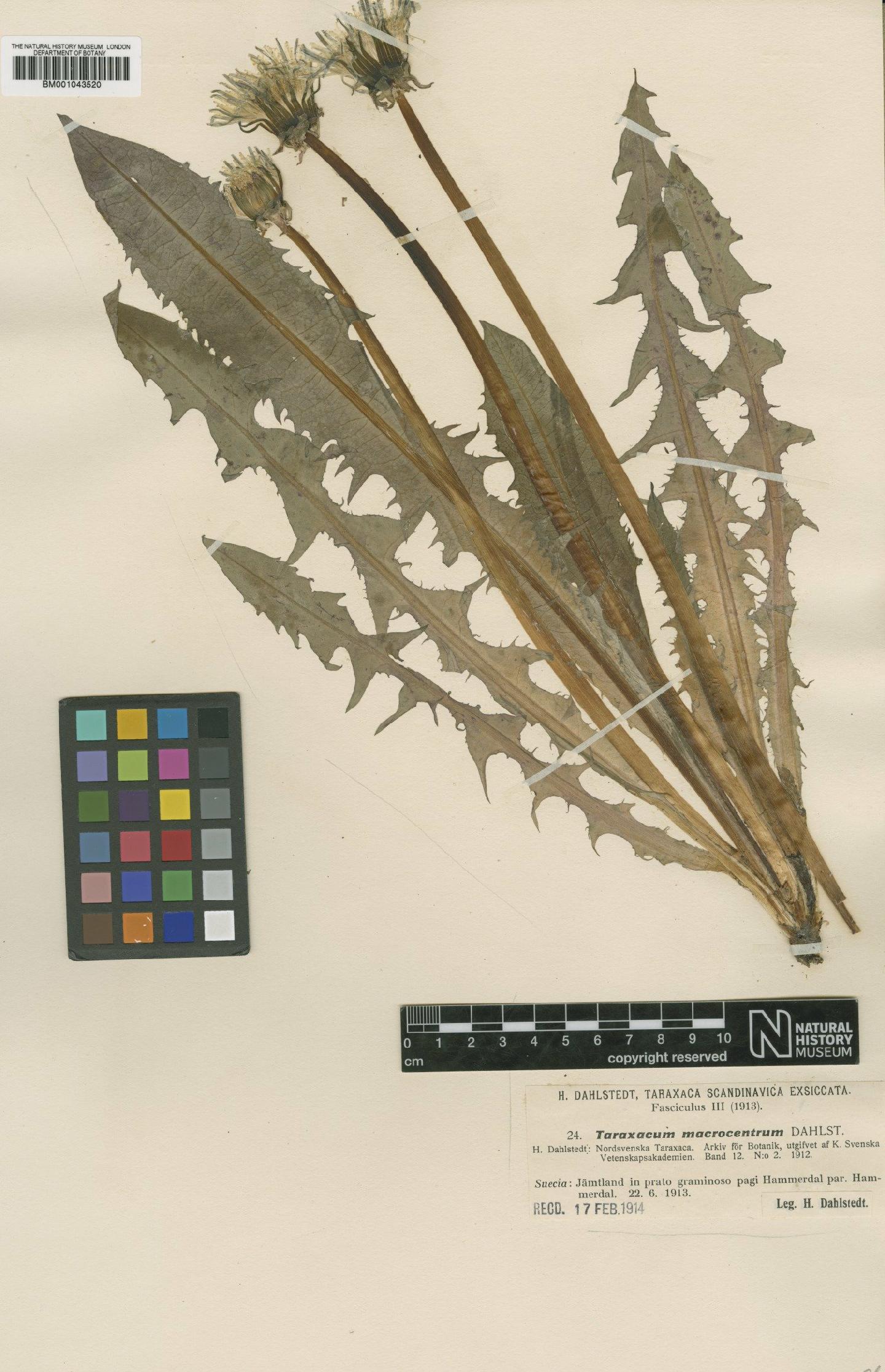 To NHMUK collection (Taraxacum macrocentrum Dahlst.; Type; NHMUK:ecatalogue:1999302)