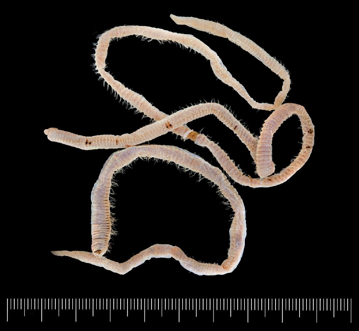 To NHMUK collection (Marphysa sanguinea Montagu; paratype; NHMUK:ecatalogue:3538424)