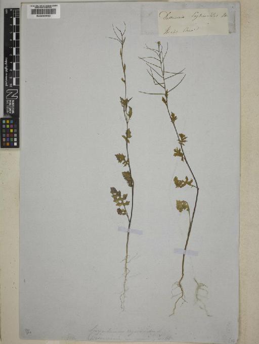 Sisymbrium erysimoides Desf. - BM000829105