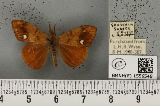 Orgyia antiqua (Linnaeus, 1758) - BMNHE_1556548_256357