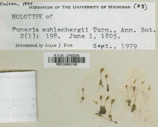 Funaria muhlenbergii Turner - BM000983198