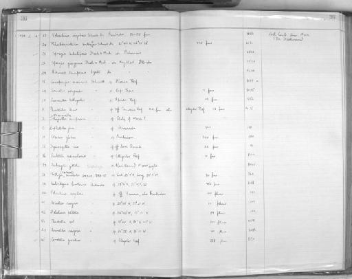 Radiella sol Schmidt, 1870 - Zoology Accessions Register: Spongiida: 1938 - 1954: page 36