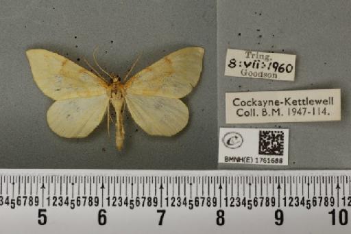 Gandaritis pyraliata ab. deleta Strand, 1903 - BMNHE_1761688_345317