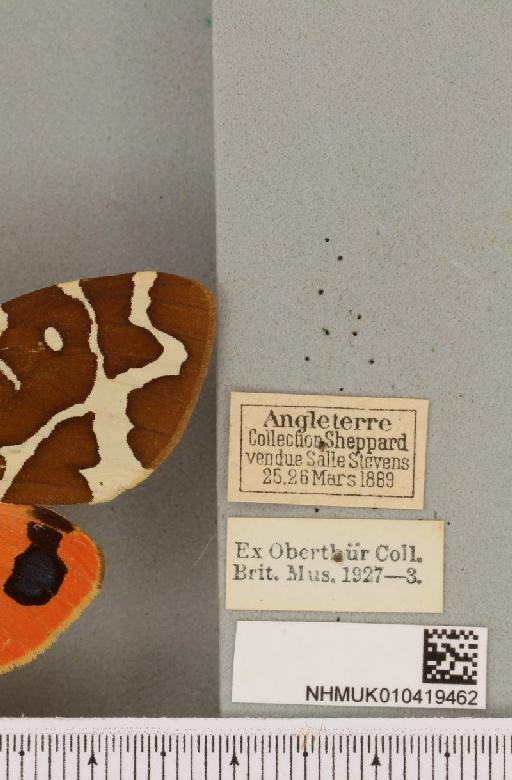 Arctia caja (Linnaeus, 1758) - NHMUK_010419462_label_532400