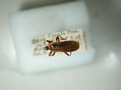 Bergeviniella - Hemiptera: Bergeviniella Maybe Sp N