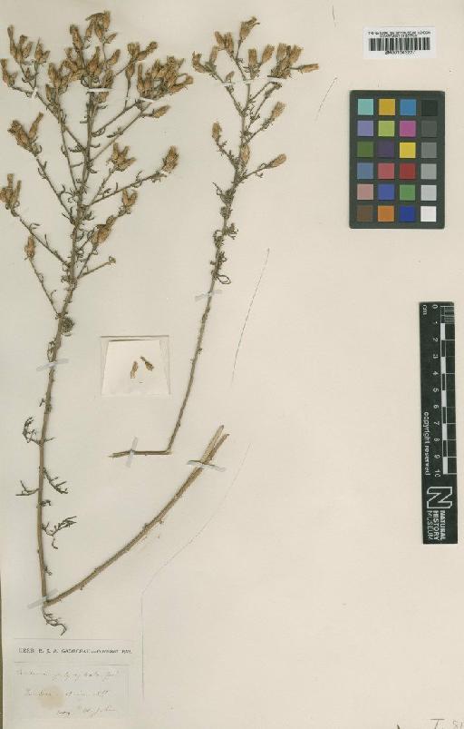 Centaurea paniculata subsp. paniculata L. - BM001043227