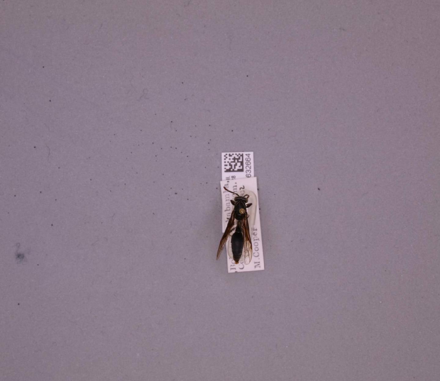Polybia ignobilis thumbnail