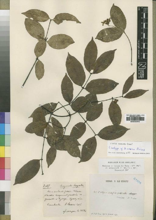 Alafia caudata Stapf - BM000925753