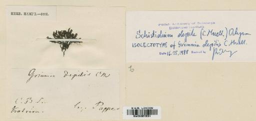 Schistidium apocarpum (Hedw.) Bruch & Schimp. - BM000870591