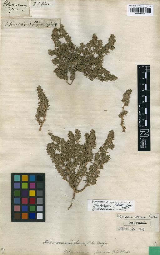 Petrosimonia glaucescens (Bunge) Iljin - BM001125434