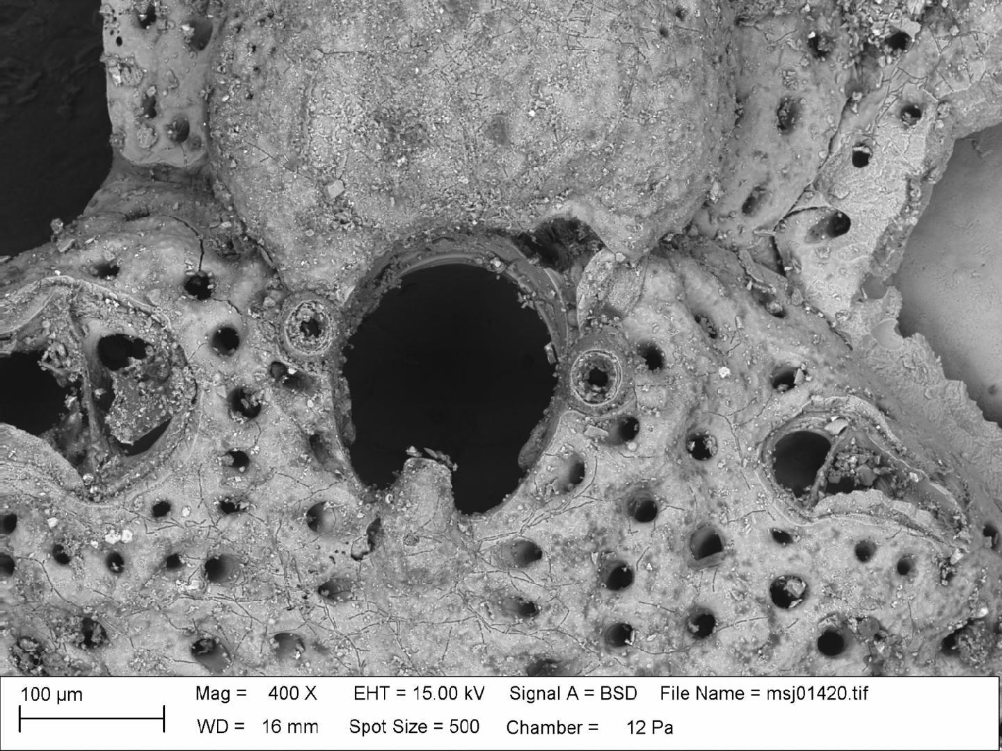 To NHMUK collection (Hippomenella mucronelliformis (Waters, 1899); NHMUK:ecatalogue:3099326)