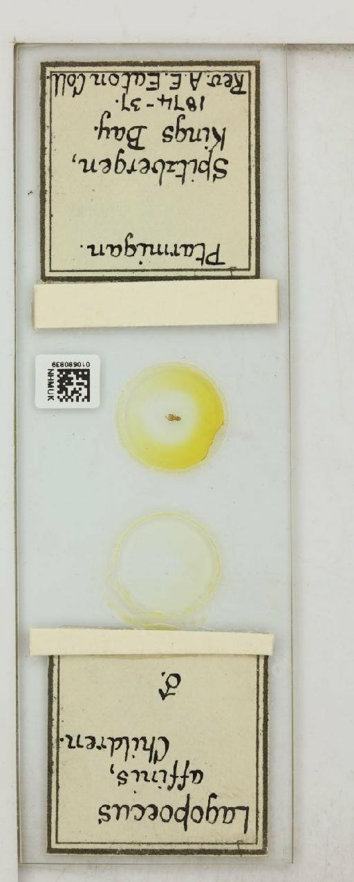 Lagopoecus affinis Children, 1836 - 010680839_816433_1430157