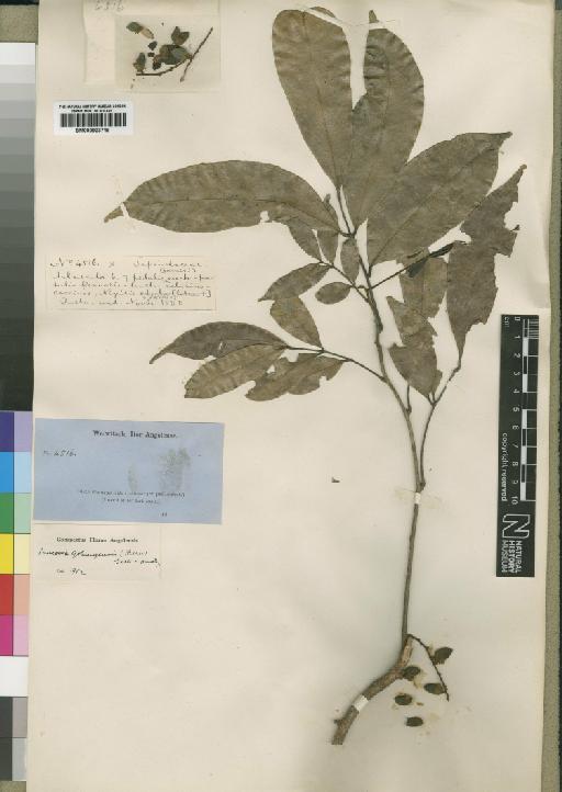 Pancovia golungensis (Hiern) Exell & Mendonça - BM000923719