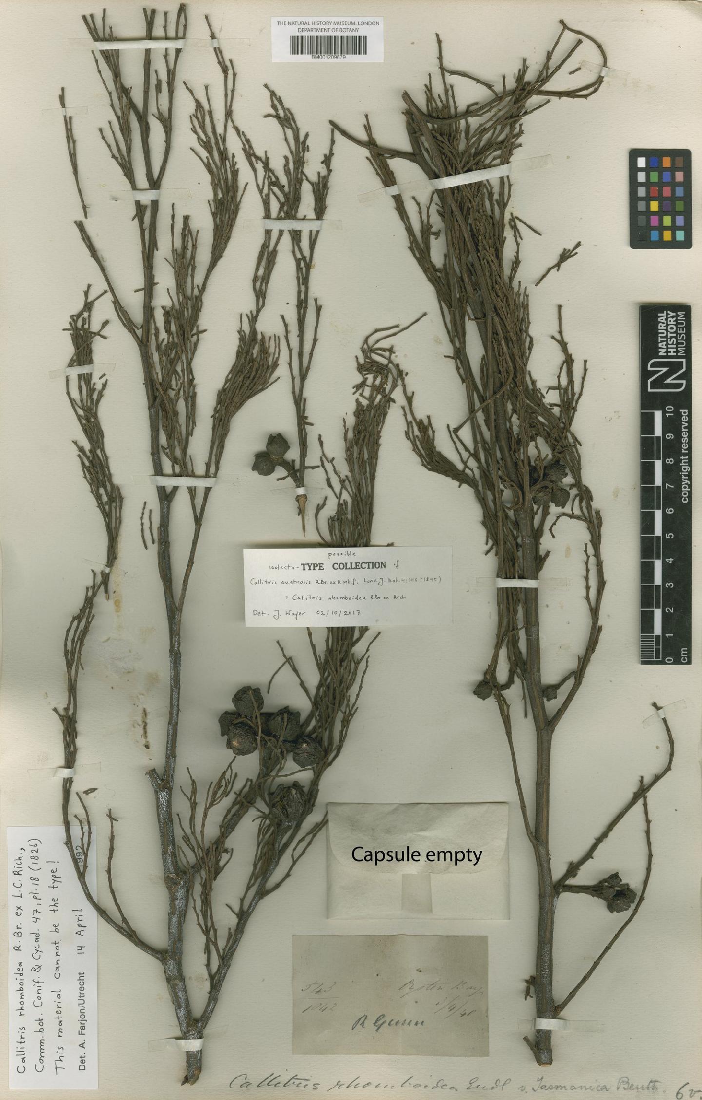 To NHMUK collection (Callitris rhomboidea R.Br. ex Rich.; ISOLECTOTYPE; NHMUK:ecatalogue:8176269)