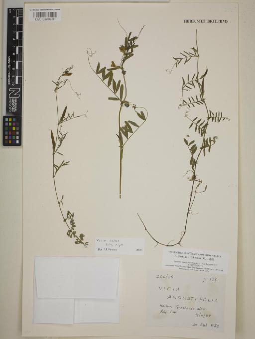 Vicia sativa subsp. nigra (L.) Ehrh. - BM013391948
