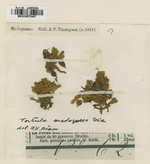 Tortula madagassa Dixon - BM000870447