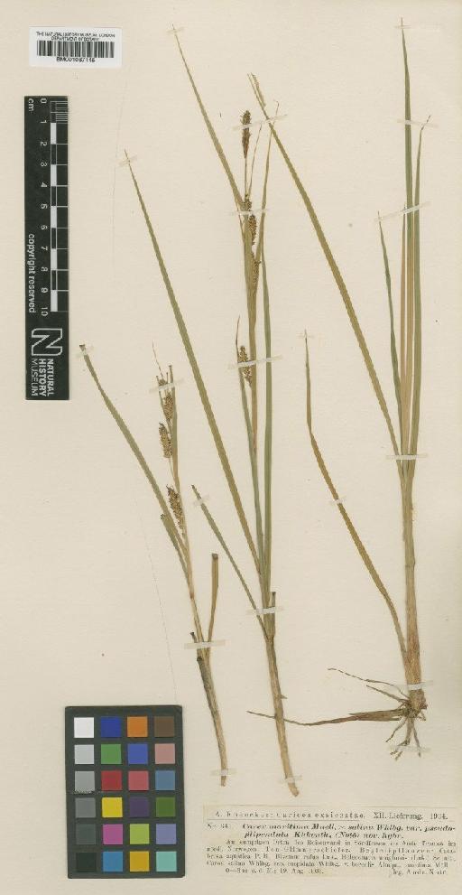 Carex paleacea Schreb. ex Wahlenb. × C. salina var. pseudofilipendula Kük. - BM001067145