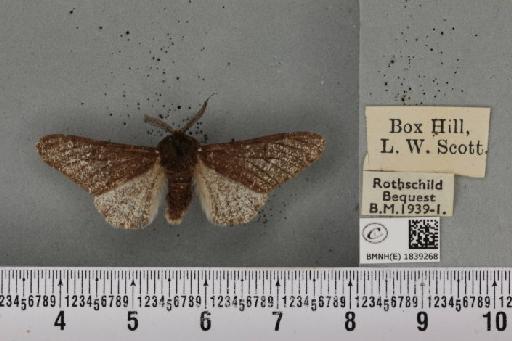 Biston betularia ab. insularia Thierry-Mieg, 1886 - BMNHE_1839268_412964