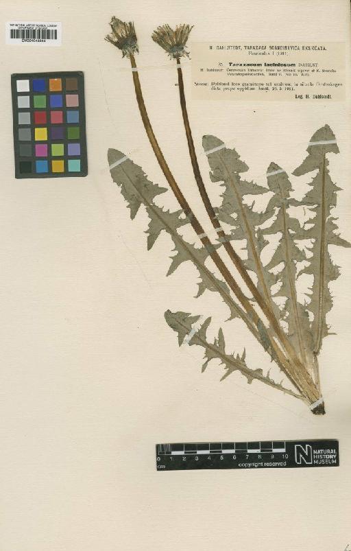 Taraxacum laciniosum Dahlst - BM001043504