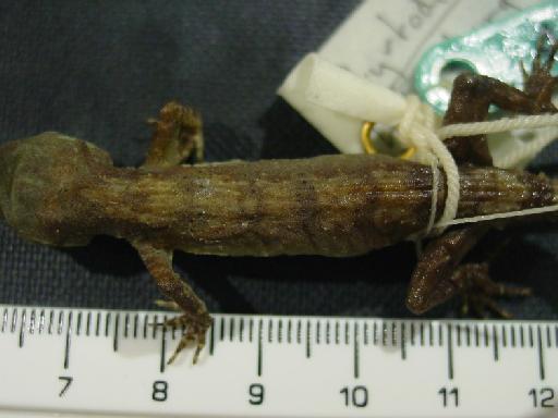 Cyrtodactylus elok Dring, 1979 - Cyrtodactylus elok 1974.4912.jpg