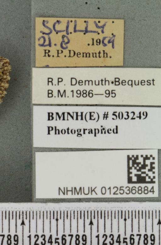 Polymixis lichenea (Hübner, 1813) - NHMUK_012536884_label_646012