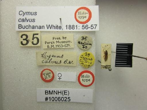 Cymus calvus Buchanan White, 1881 - Cymus calvus-BMNH(E)1006025-Holotype female dorsal & labels