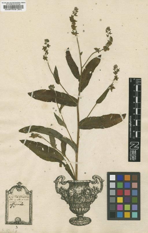 Cynoglossum officinale L. - BM000557919