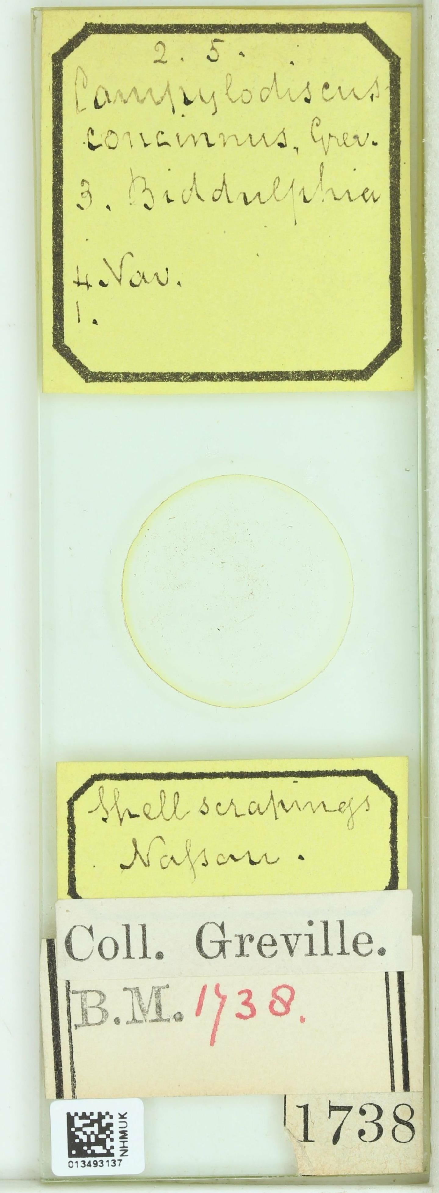 To NHMUK collection (Campylodiscus concinnus Grev.; NHMUK:ecatalogue:4734428)