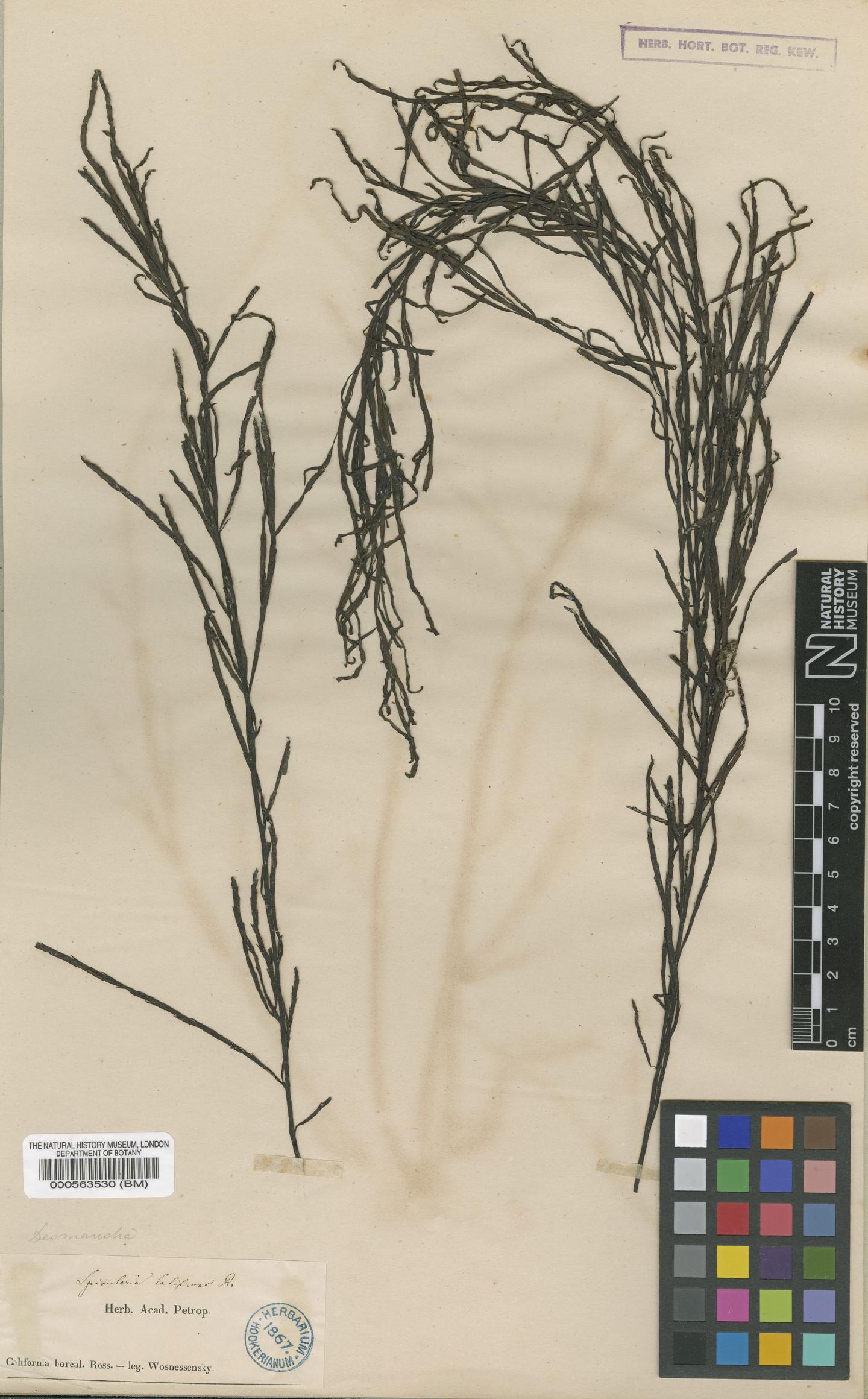 To NHMUK collection (Desmarestia latifrons (Ruprecht) Kütz.; TYPE; NHMUK:ecatalogue:4723483)