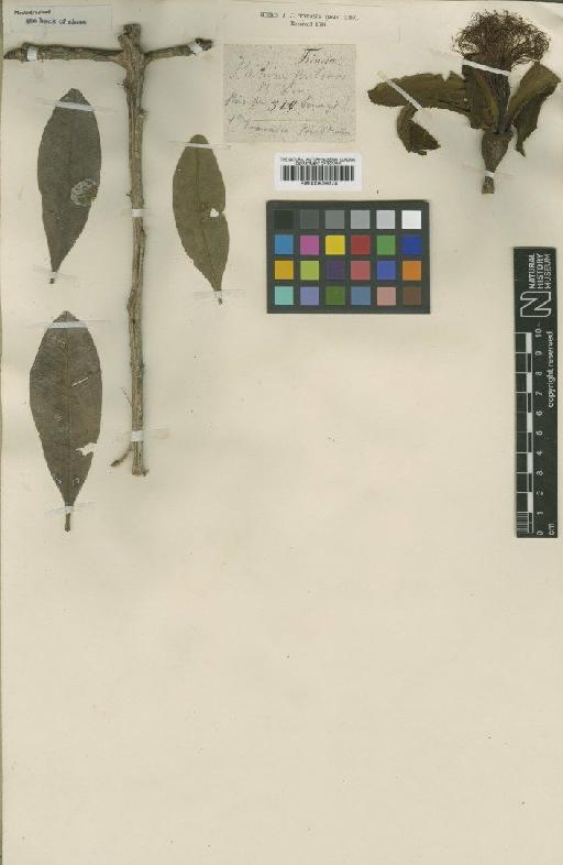 Bombacopsis pulchra (Triana & Planch.) Robyns - BM000939074