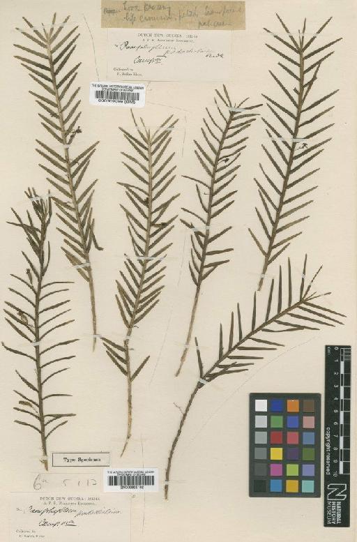 Poaephyllum fimbriatum Schuit. & de Vogel - BM000958102